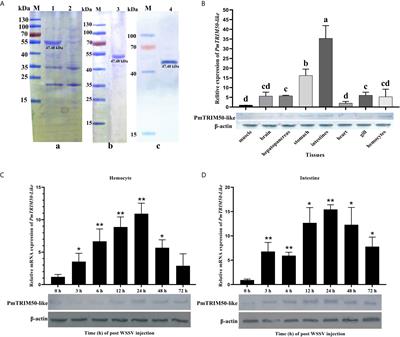 Identification of a Shrimp E3 Ubiquitin Ligase TRIM50-Like Involved in Restricting White Spot Syndrome Virus Proliferation by Its Mediated Autophagy and Ubiquitination